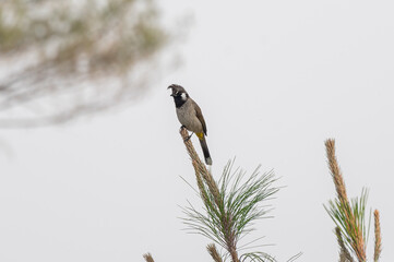 A close-up shot of Himalayan bulbul with its spiked hair and yellow tail