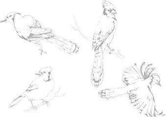 Hand drawn sketched exotic birds of North America. Ink line art illustration of Blue Jay.