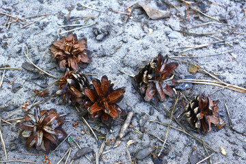 group of fir cones isolated on gray background, close up