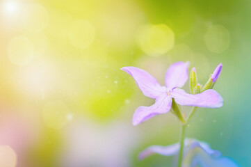 lilac matiola on a green background