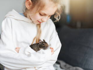 Little girl playing with small animal degu squirrel.