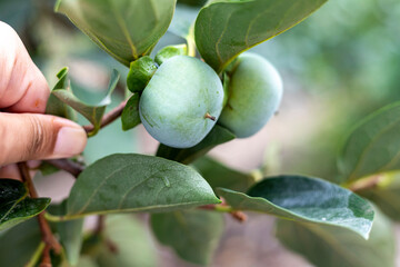 Green young persimmons fruit growing on the tree. Selective focus