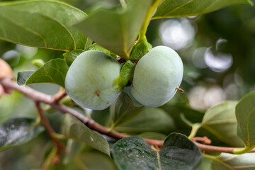 Unripe persimmon fruits on the tree branch closeup. Selective focus