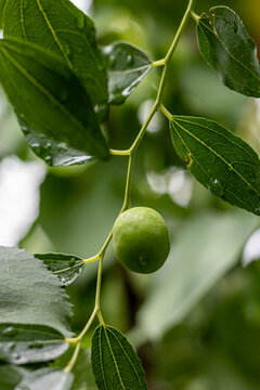 Green unripe jujube fruit on a jujube fruit tree in the garden. selective focus with blurred background.