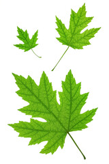 Green maple leaves on white background flat lay. Spring maple leaf.