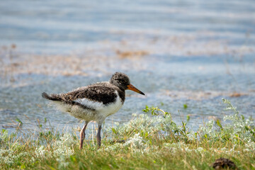 Ein Austernfischer Jungtier steht auf einer Wiese am Wasser