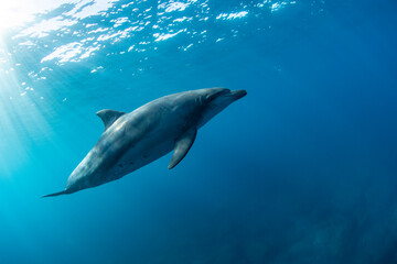 Fototapeta premium wildlife dolphin in the sea