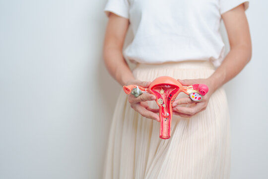 Woman holding Uterus and Ovaries model. Ovarian and Cervical cancer, Endometriosis, Hysterectomy, Uterine fibroids, Reproductive, menstruation, Stomach, Pregnancy and Sexual Transmitted disease