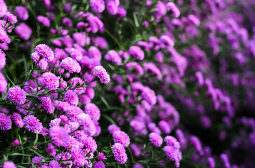 Obraz premium Selective focus of pink New York cutter aster flowers blooming in farm with its blurred flowers background.