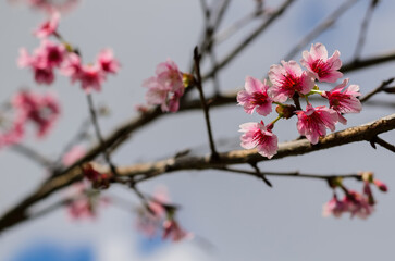 Thailand pink sakura flowers blooming in cold season in the mountain of Chiang Mai province .