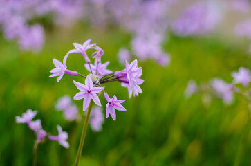 Purple Society garlic flowers with blurred background of its leaves and trees.