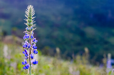 Obraz premium Purple Lupine flower standing alone in the farm with blurred mountain background.