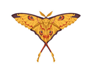 Madagascan comet moon moth. Beautiful exotic butterfly, Argema mittrei drawn in vintage style. Realistic flying insect with pretty wings, tail. Vector graphic illustration isolated on white background