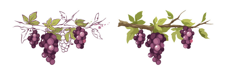 Purple grapevine - vector illustrations. Set of design elements with a branch vine with leaves and berries. Freehand drawing in watercolor style.