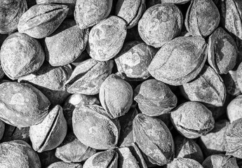 Black and white texture of a pile of apricot kernels in the shell. Background of healthy plant...