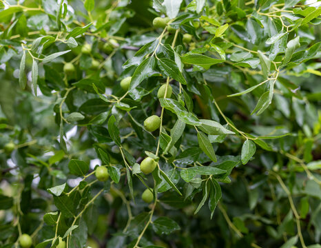 Jujube green unripe fruits on a tree
