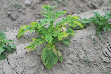 Disease symptoms on potato leaves due to fungal infection.