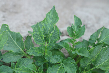 Disease symptoms on potato leaves due to fungal infection.