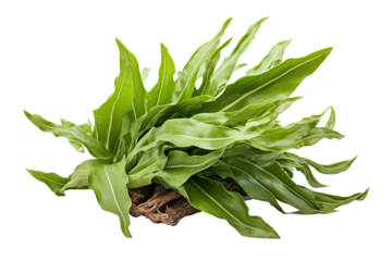 Staghorn Heliofungia coral, on transparent background (PNG). Generative AI.