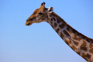 Giraffa Namibia