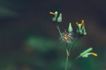Yellow flowers Oriental false hawksbeard, Youngia japonica Alchetron plants, soft selective focus for pretty background ,macro image ,blurred concept ,delicate dreamy beauty of nature ,free copy space