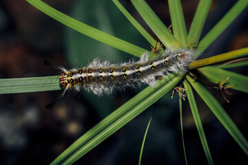 Yellow Rose myrtle lappet moth (Trabala vishnou) caterpillar on a green Winged leaf, close-up macro shot.