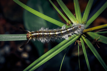 Yellow Rose myrtle lappet moth (Trabala vishnou) caterpillar on a green Winged leaf, close-up macro shot.