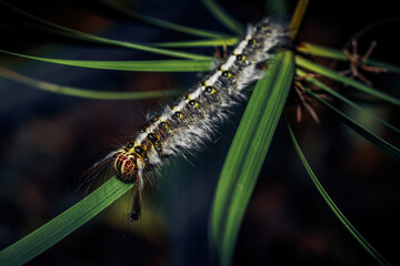 Yellow Rose myrtle lappet moth (Trabala vishnou) caterpillar on a green Winged leaf, close-up macro shot.