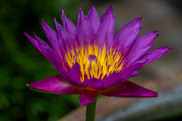 Pink Lotus Flower Or Water Lily Floating On The Water