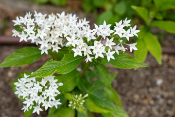 白いペンタスの花