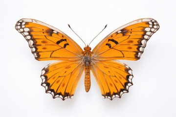 Colorful Image of Butterfly.