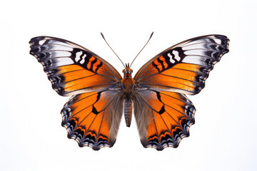 Fototapeta na wymiar Colorful Image of Butterfly.