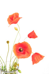 Fototapeta na wymiar Red poppy flowers in glass vase, close up. Selective focus