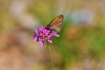 Farfallina