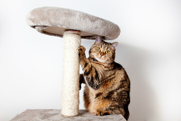 Retrato de precioso gato atigrado mirando a cámara en su rascador.Concepto de cuidado de animales domésticos.