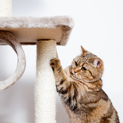 Retrato de precioso gato atigrado color canela jugando en su rascador.Concepto de cuidado de animales domésticos. - obrazy, fototapety, plakaty