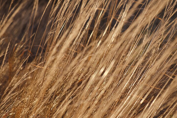 Fototapeta premium Dry sedge grass in the wind. Earth tones. Abstract natural background. Natural Beige. Pampas grass, seeds. Pastel Neutral colors. Selective focus. Trend concept. Poster. Sepia, creamy colored backdrop
