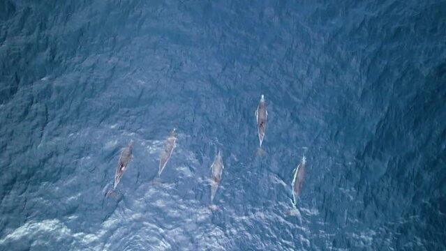 Top-down aerial tracking of swimming common dolphins in azure sea, Azores