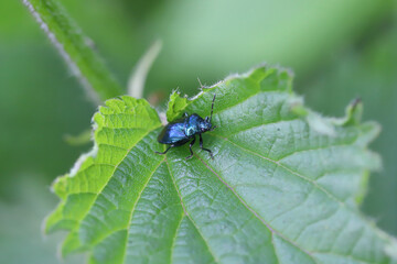 Blue Shieldbug (Zicrona caerulea) resting on leaf.