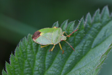 Green Shield Bug or Stink Bug (Palomena prasina) on leaf.