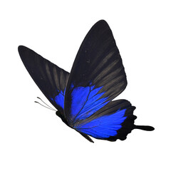 Beauriful butterfly isolated on white background. PNG File