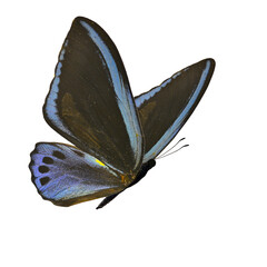 Beauriful butterfly isolated on white background. PNG File