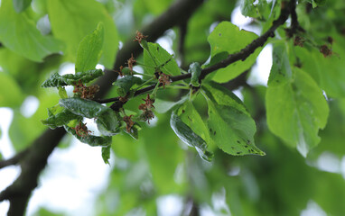 Leaves on the plum shoot curled up due to the presence of aphid colonies- Hyalopterus pruni (Mealy Plum Aphid).