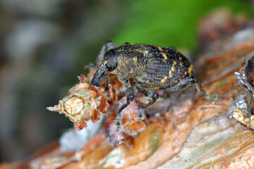 Large Pine Weevil (Hylobius abietis) eating the bark from a pine branch.