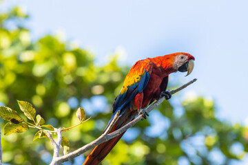 Scarlet macaw (Ara macao), perched on a branch in Costa Rica in the wild.
