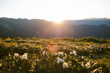 Fototapeta premium White rhododendrons at sunrise in the mountains, a summer landscape.
