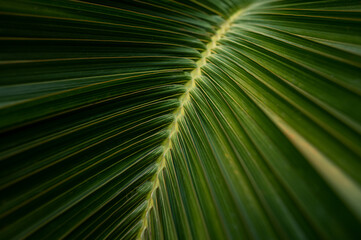 Fototapeta premium abstract texture background, detail of dark palm leaf