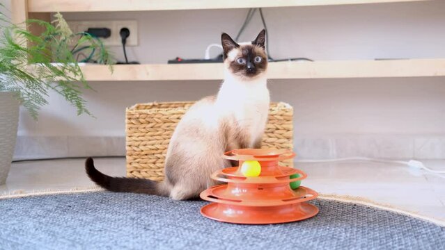 scared siamese cat with a toy looking frightened