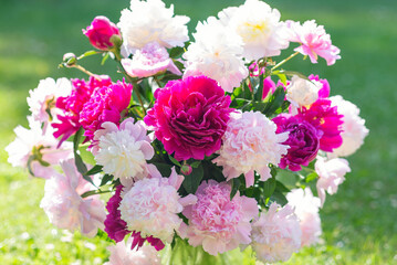 Bright large bouquet of peonies in a vase. Many colorful peonies in the sunlight