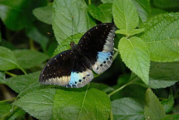 Papillon , Papilio polymnestor , Asie du Sud © JAG IMAGES